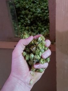 leaf hops, whole hops