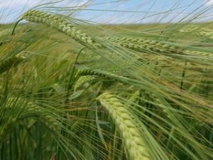 Malt Harvest 2018