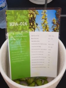 Australian Hop Harvest - HPA 016 experimental hop variety