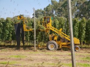 Hop Field Australia