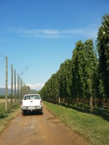 Sheep maintaining Hop Bines