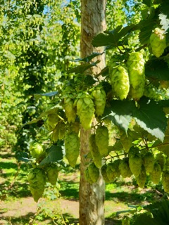 What is hop used for in brewing