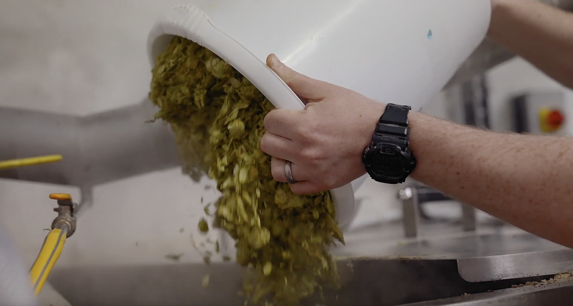 Hops in the brewhouse