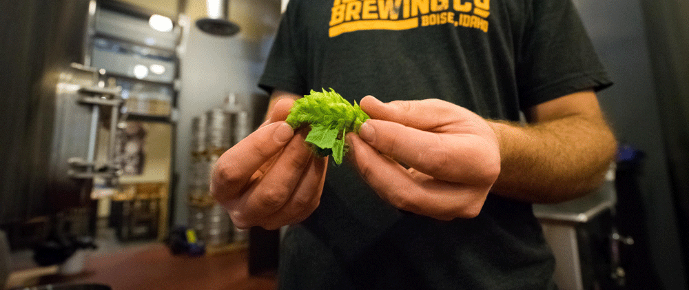 What are Hops for in Brewing