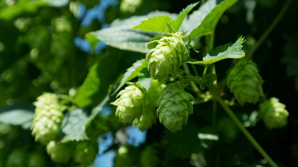 Hops in bloom
