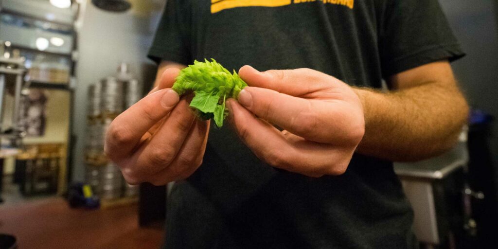 Choosing which hops for which beer