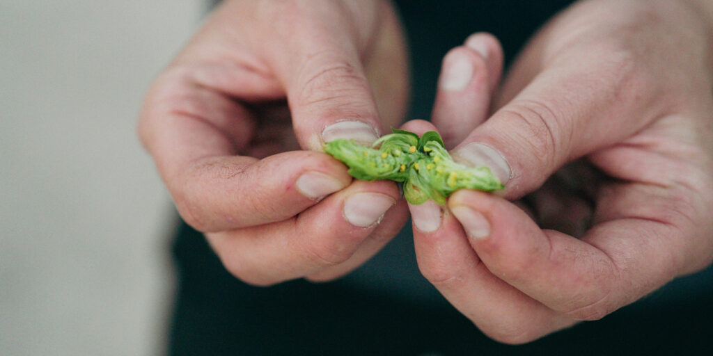 Hop life cycle - hop cone