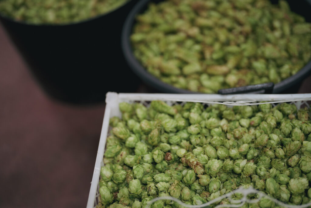 Green Hopped Beers at Our Brewery vs oktoberfest uk