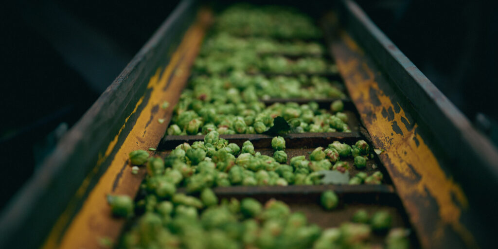 Hop Breeding Program