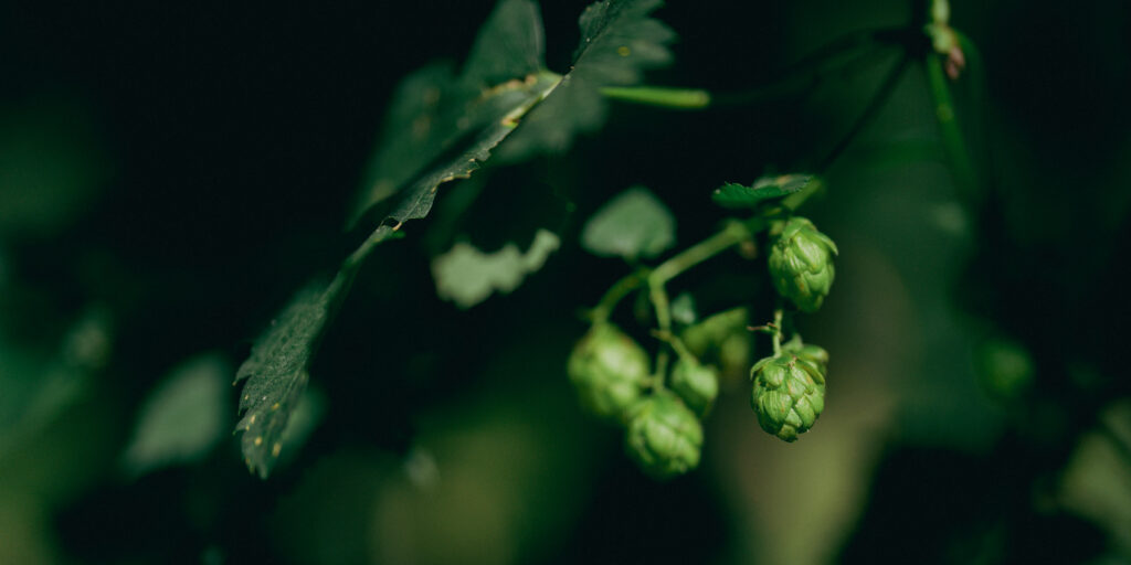 Hop Breeding Program