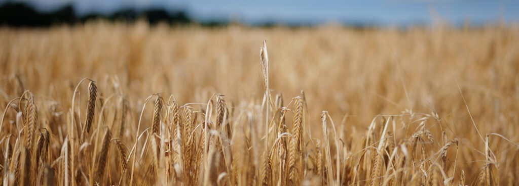 Maris Otter Barley Field