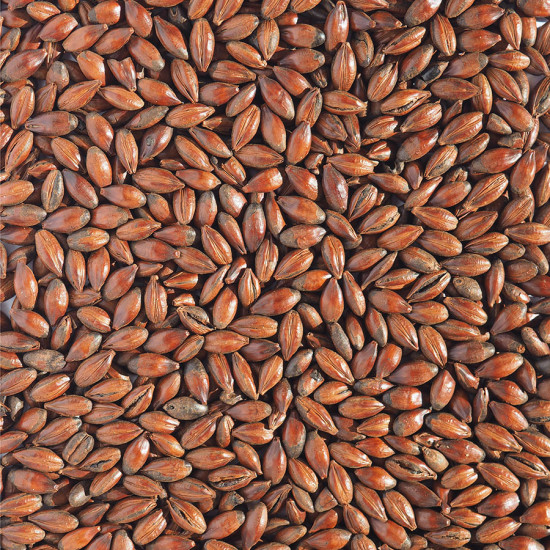 Crisp Low Colour Chocolate Malt (EBC 400-600) Crisp Low Colour Chocolate Malt (EBC 400-600)